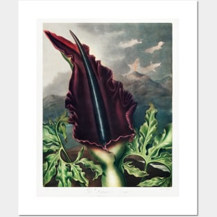 The Dragon Arum Posters and Art